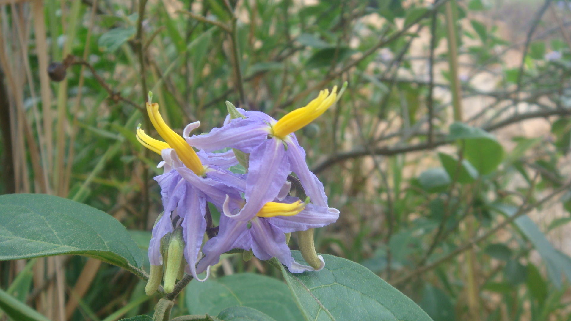 a purple flower is blooming on the tree