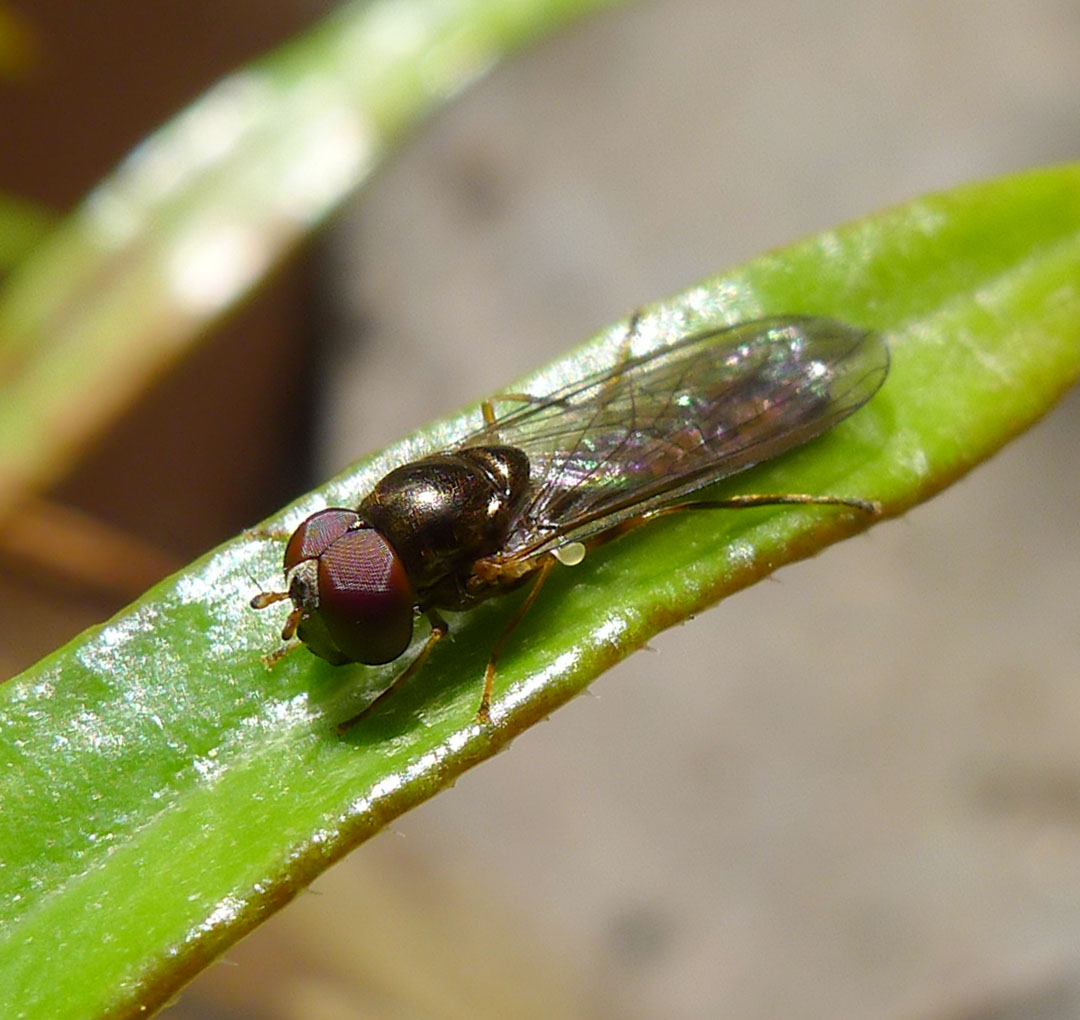 a flies sitting on a leaf while facing the camera
