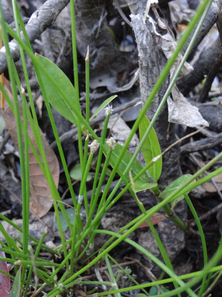 some plants that are growing on the ground