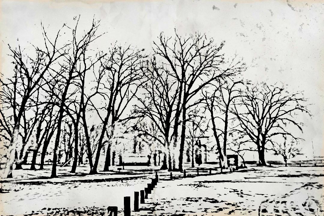 black and white drawing of trees in a park