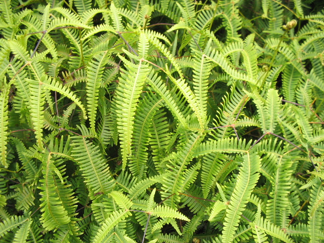 closeup of a fern's leaves from above