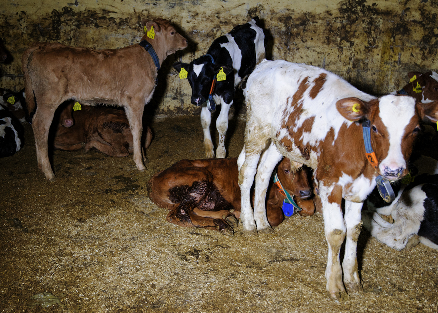 the cows are grazing on hay in the barn