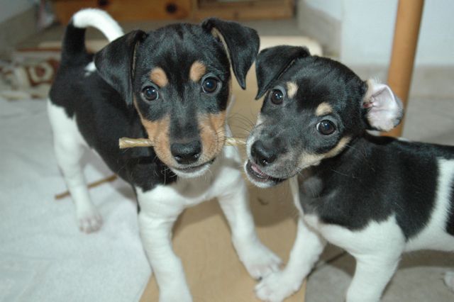 two puppy puppies are chewing on the paper