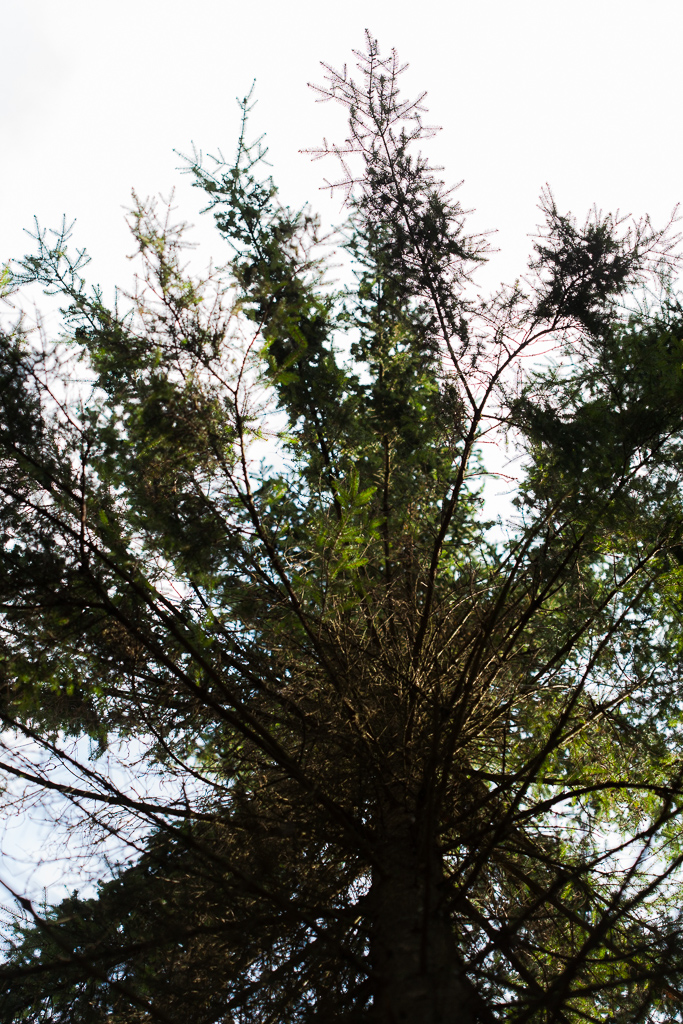 the view of a very tall tree from below