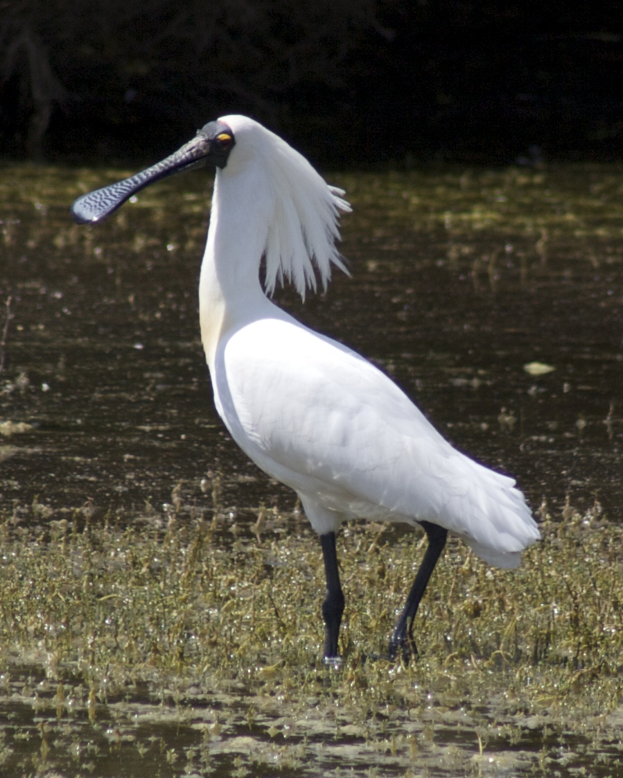 a large white bird with a very long neck