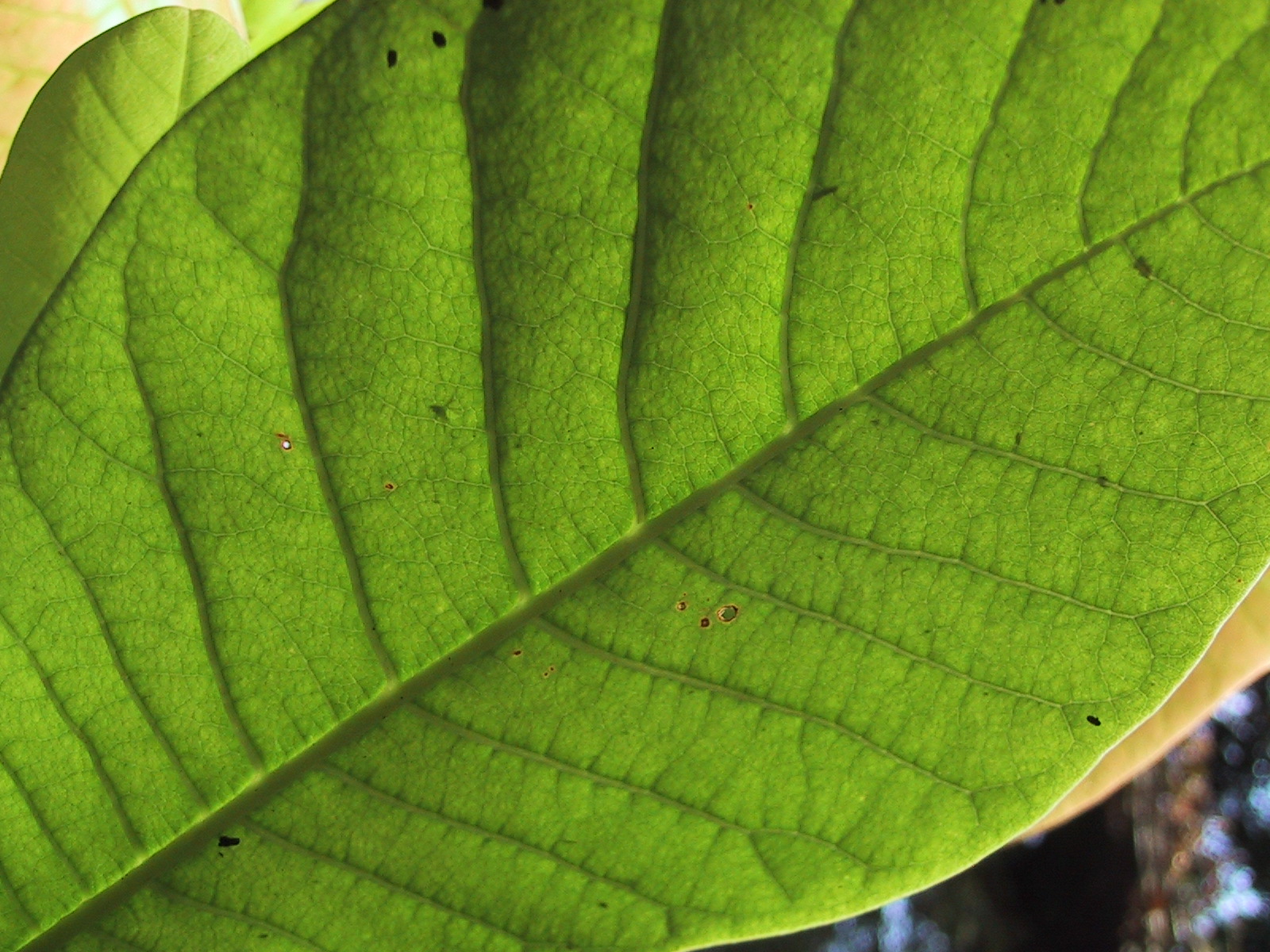 a closeup s of a large green leaf