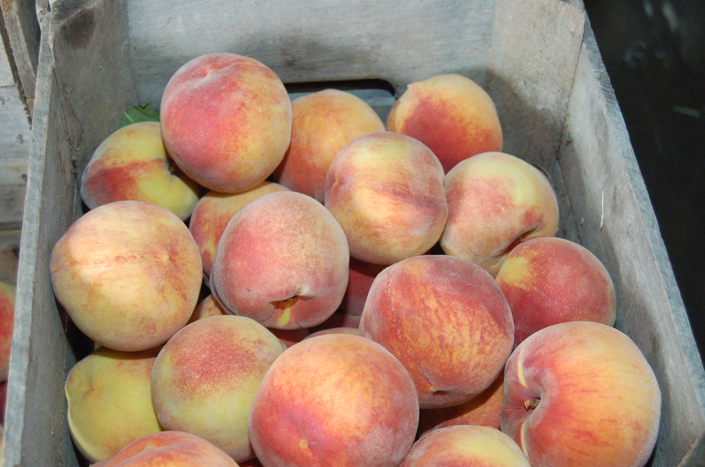 the peaches are in the paper bag and ready to be eaten