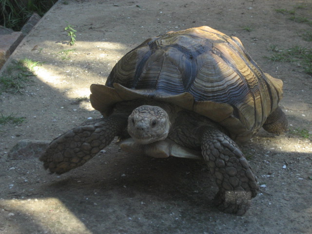 a close up of a turtle on the ground