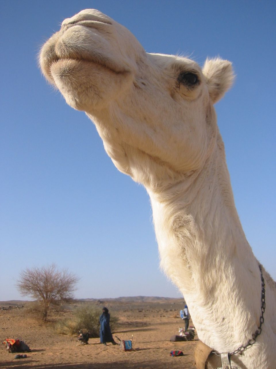 the face of a camel on a desert landscape