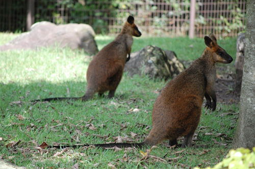 two small kangaroos sitting on the grass near trees