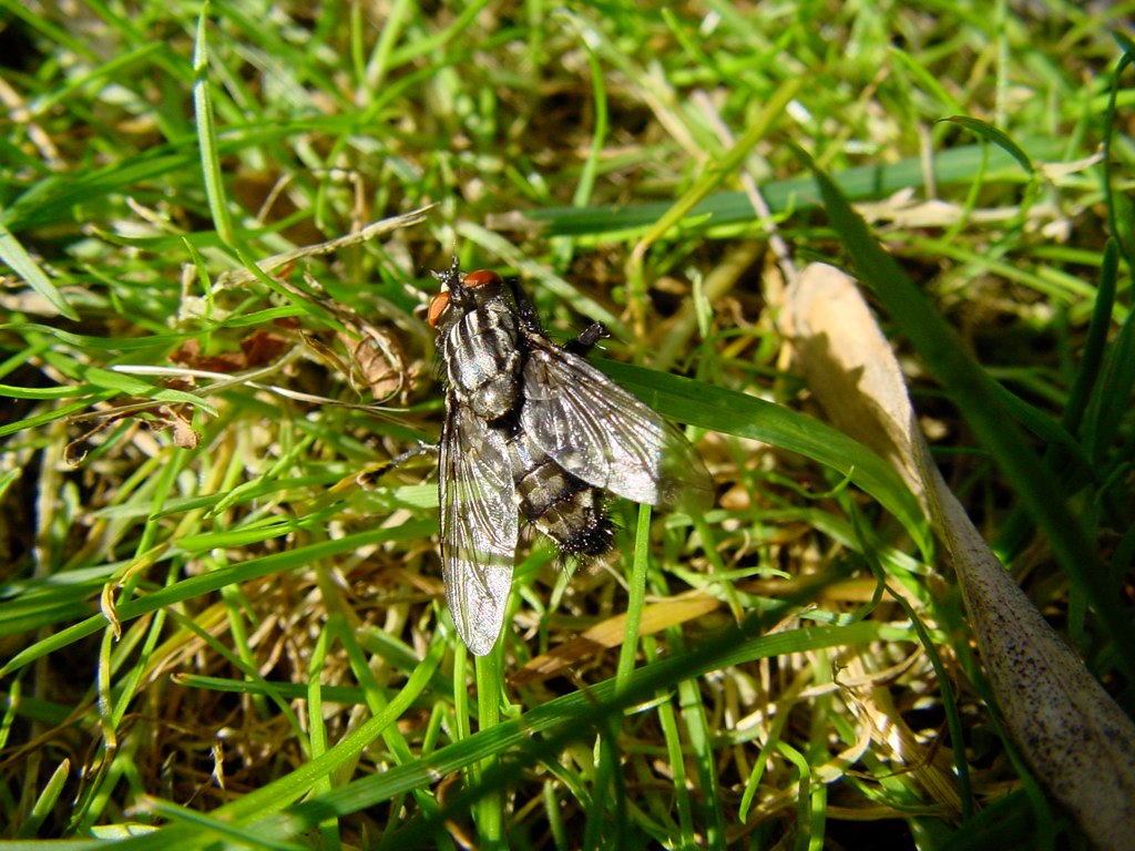 a white and gray bug in some grass