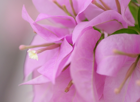 close up view of pink flowers against a green background