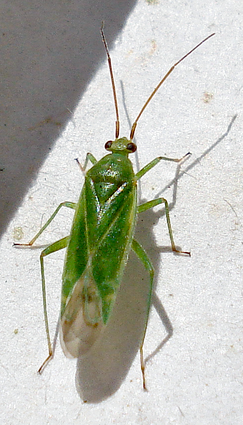 a green insect with long legs standing on a white surface
