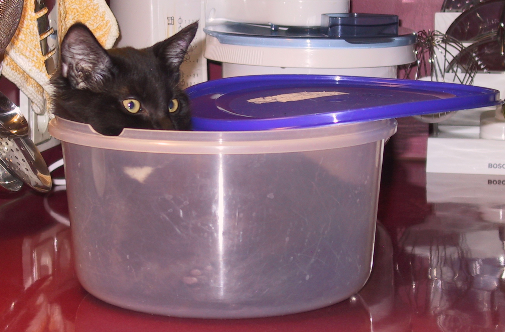 a black cat peeks its head out from behind the edge of a plastic container