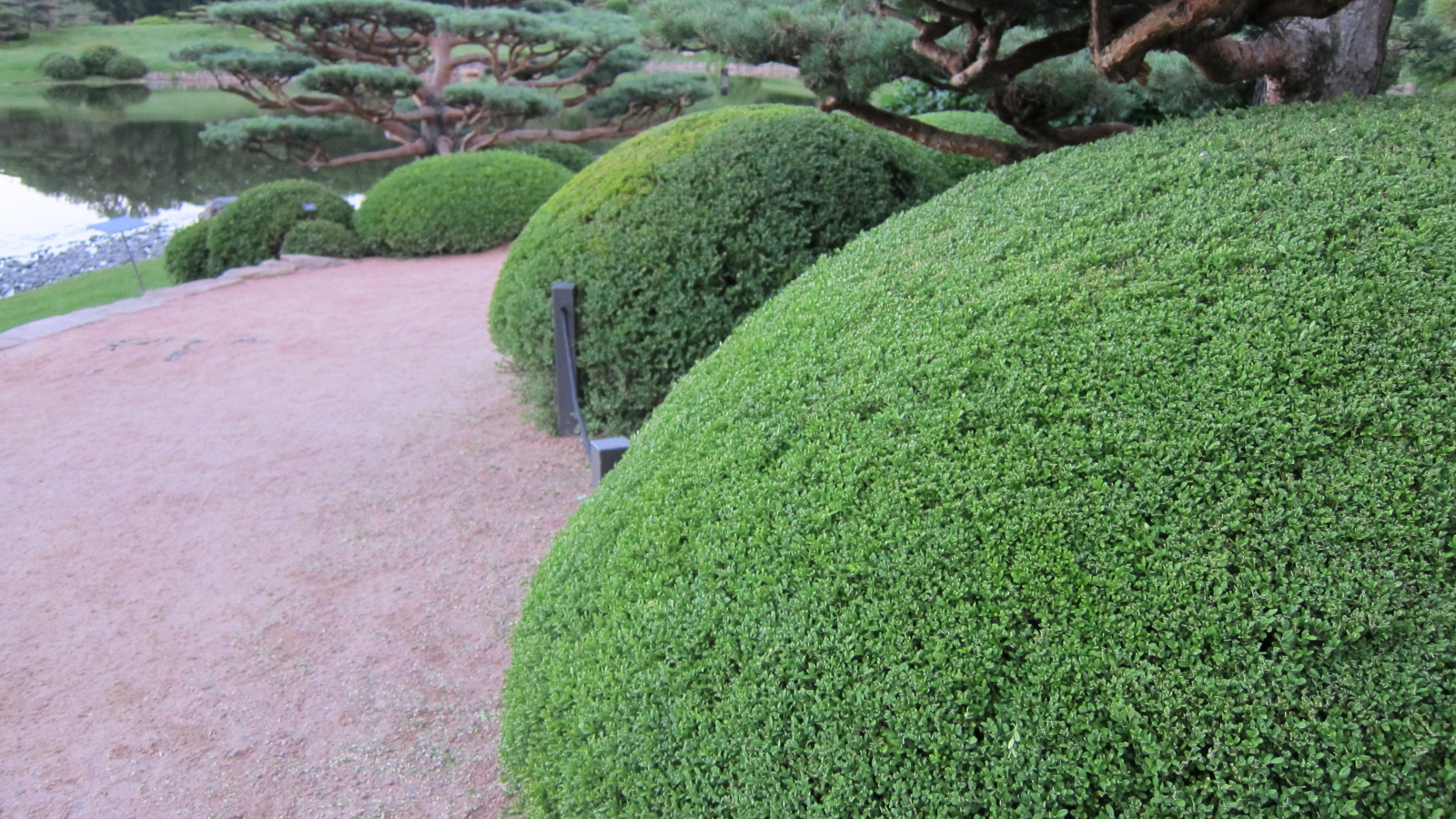 several very neat bushes by the water