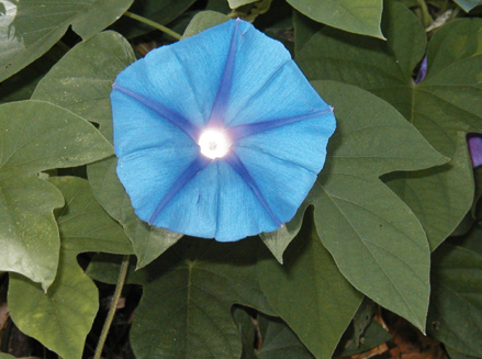 a blue flower in some large leafy green plants