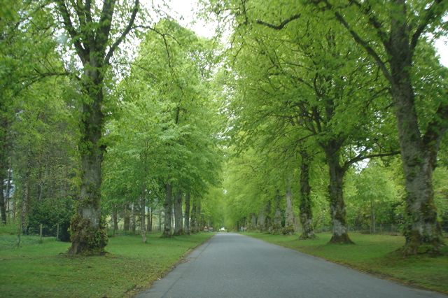 trees lining the side of a road lined with green grass