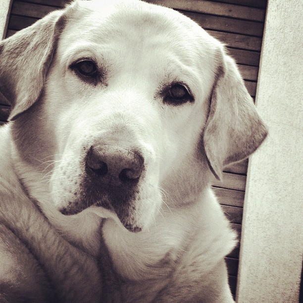 a white lab looks at the camera with sad eyes