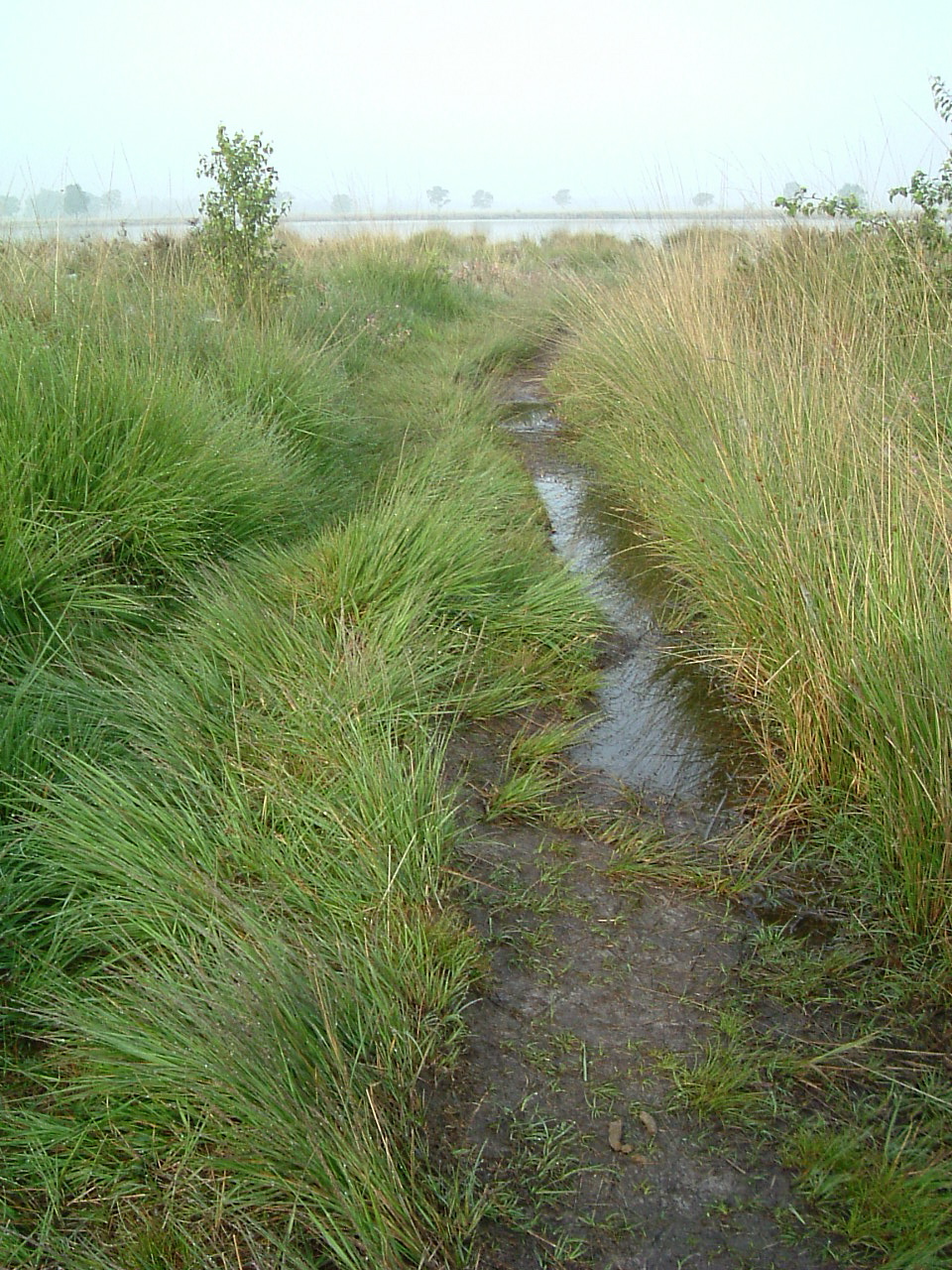 a muddy trail through grass leading to an animal