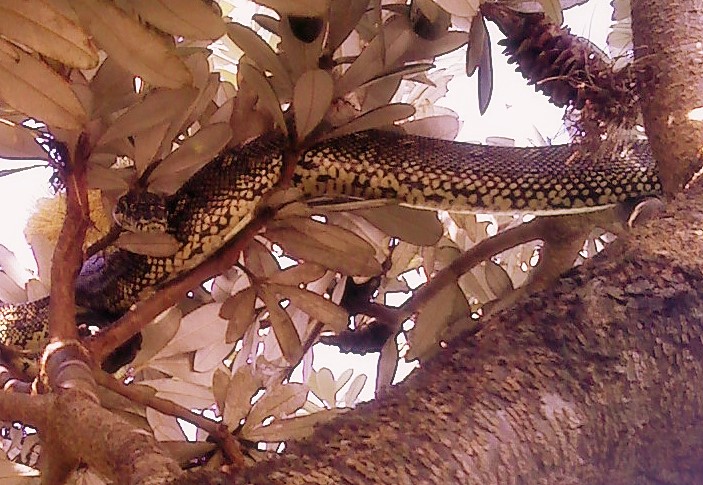 a lizard laying in the nches of a tree