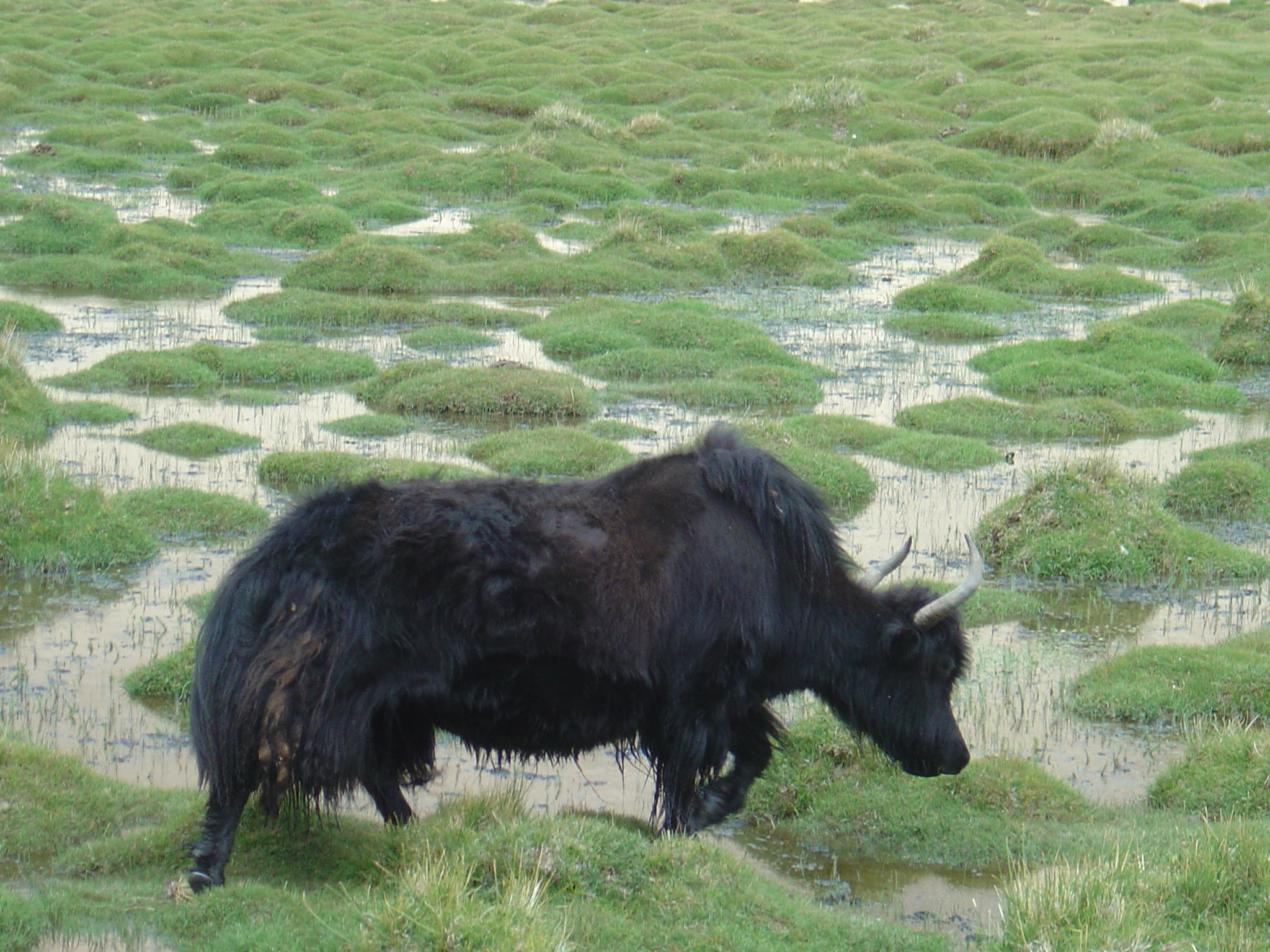 a large black animal standing in the grass