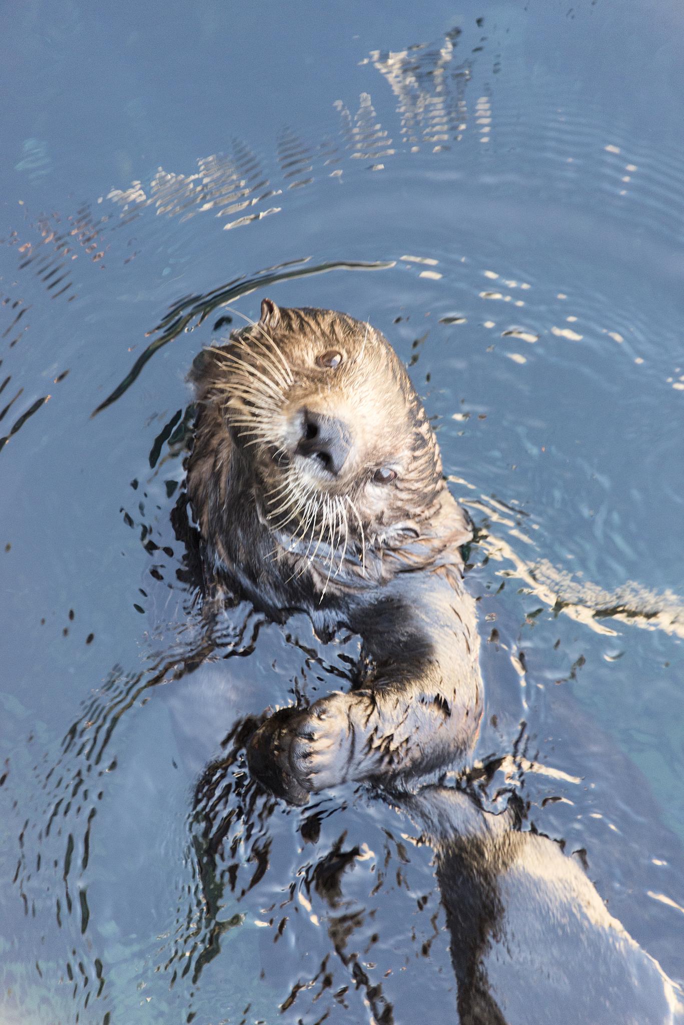 an otter in blue water swimming with its head in the water