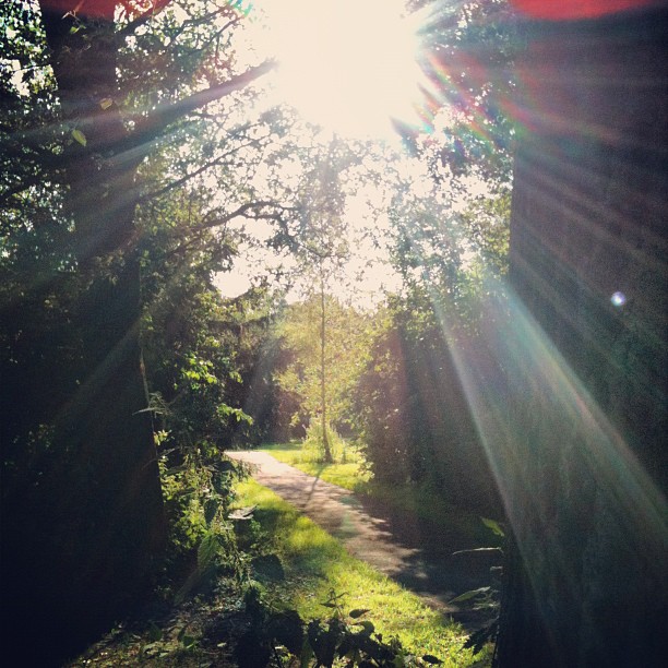 sunlight coming through the trees in a country lane