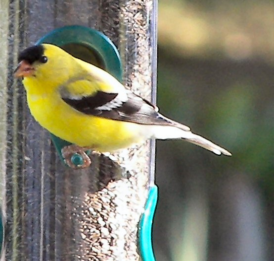 a yellow black and white bird perches on a bird feeder