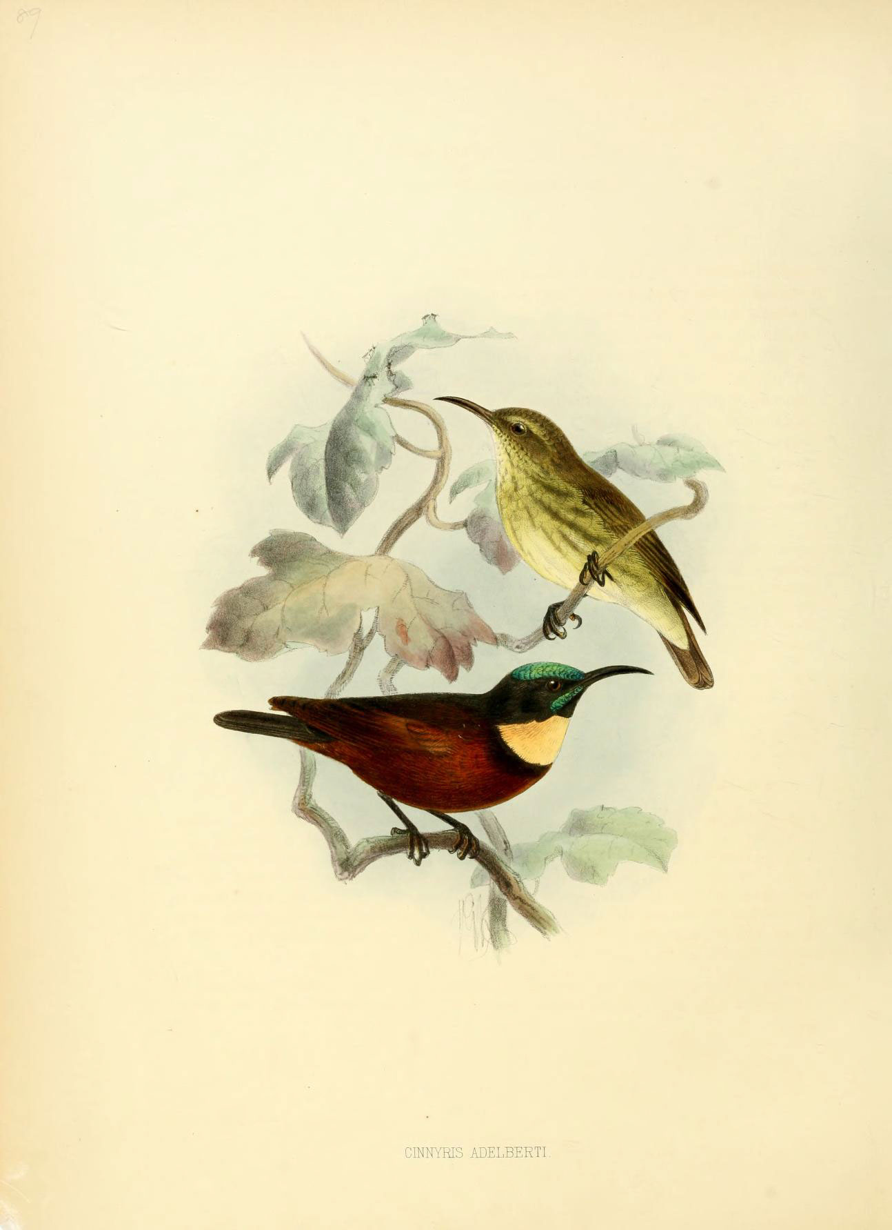 two birds that are on a nch near leaves