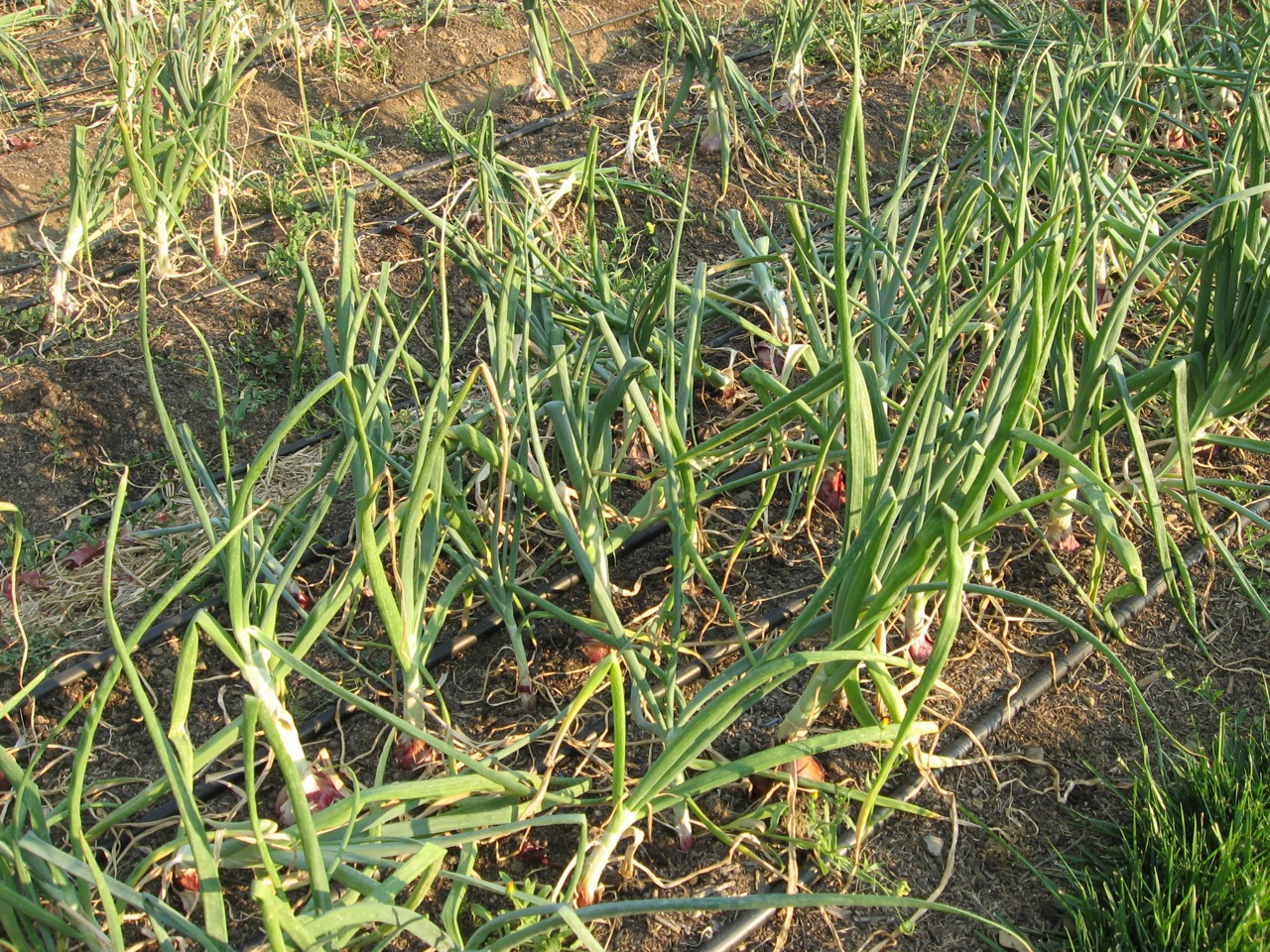 a couple of plants next to each other in a patch of dirt