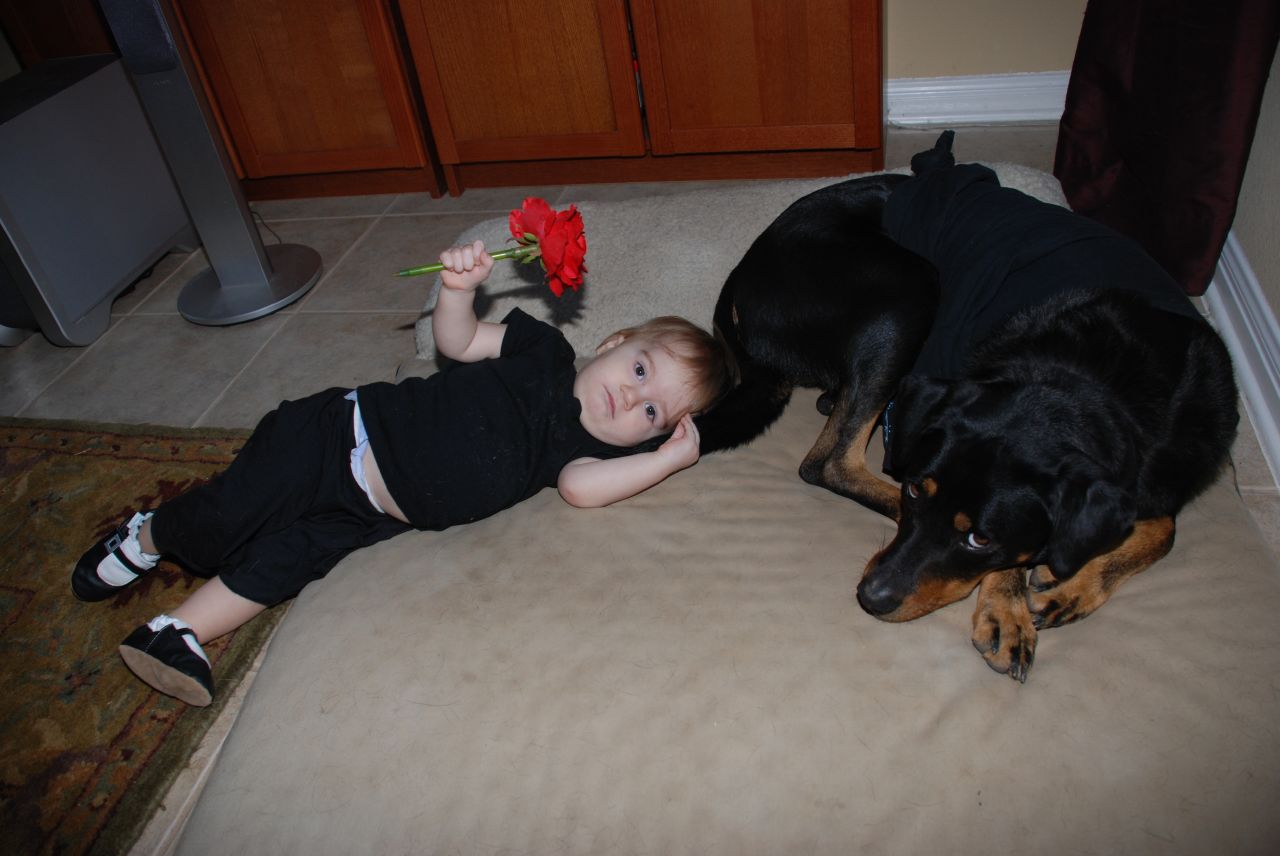 a child lays on a bed with two dogs
