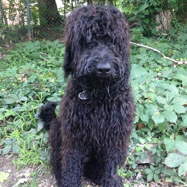 large black furry dog sitting in the grass with trees and bushes behind
