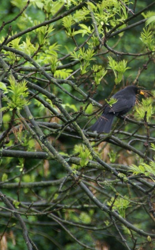 small bird sitting in a tree with nches and foliage