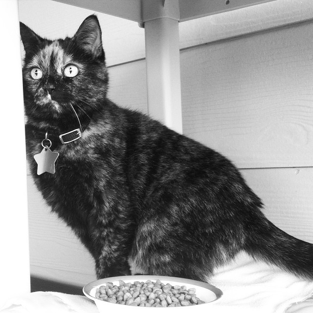 a black cat standing next to a bowl and food