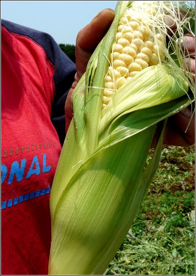 two men that are standing next to some corn