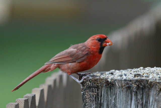 a red bird perched on top of a wooden post