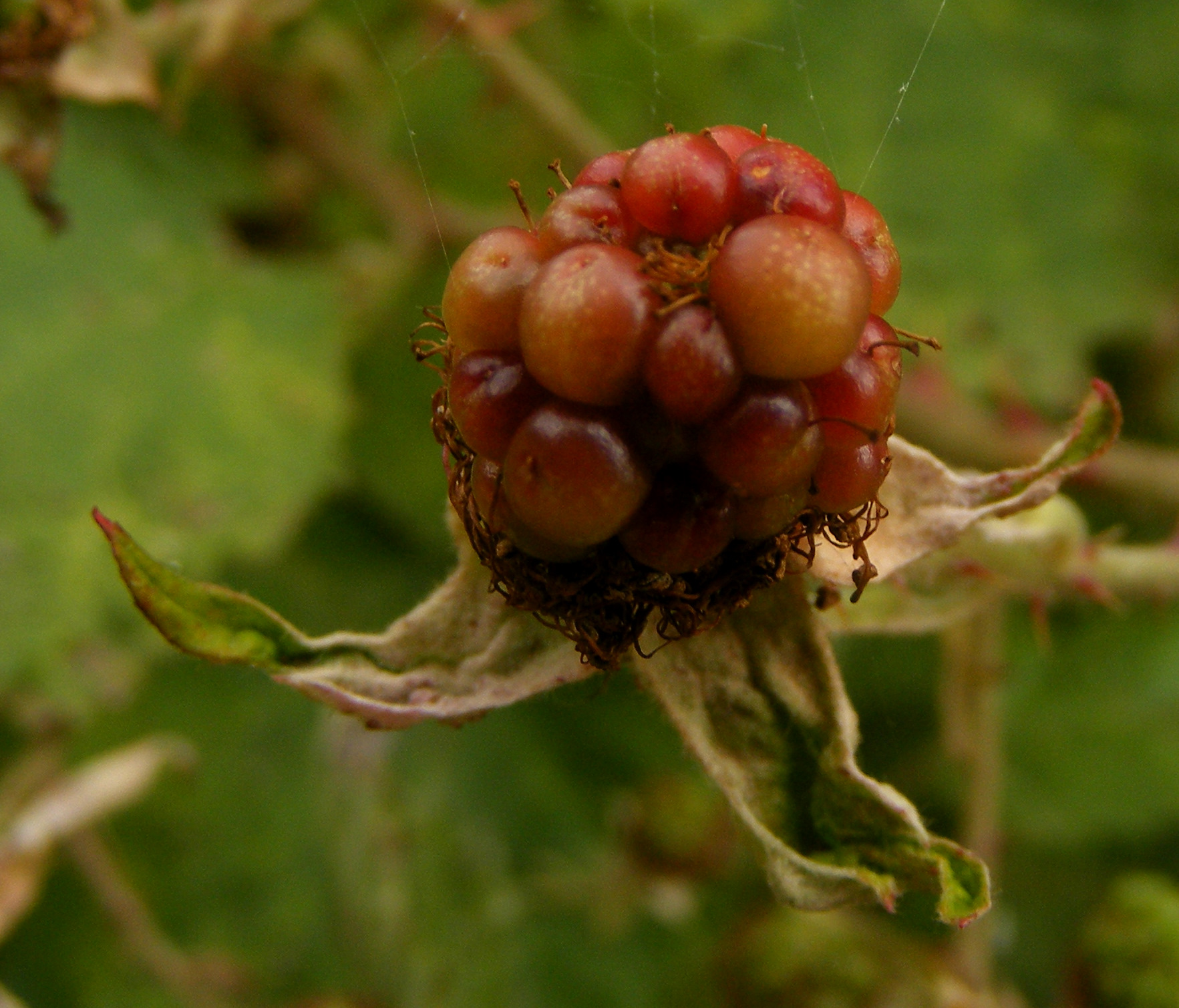 the berries are attached to the flower head