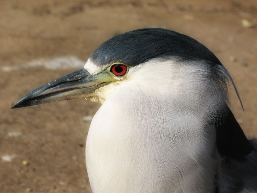a close up of a bird with a big eye