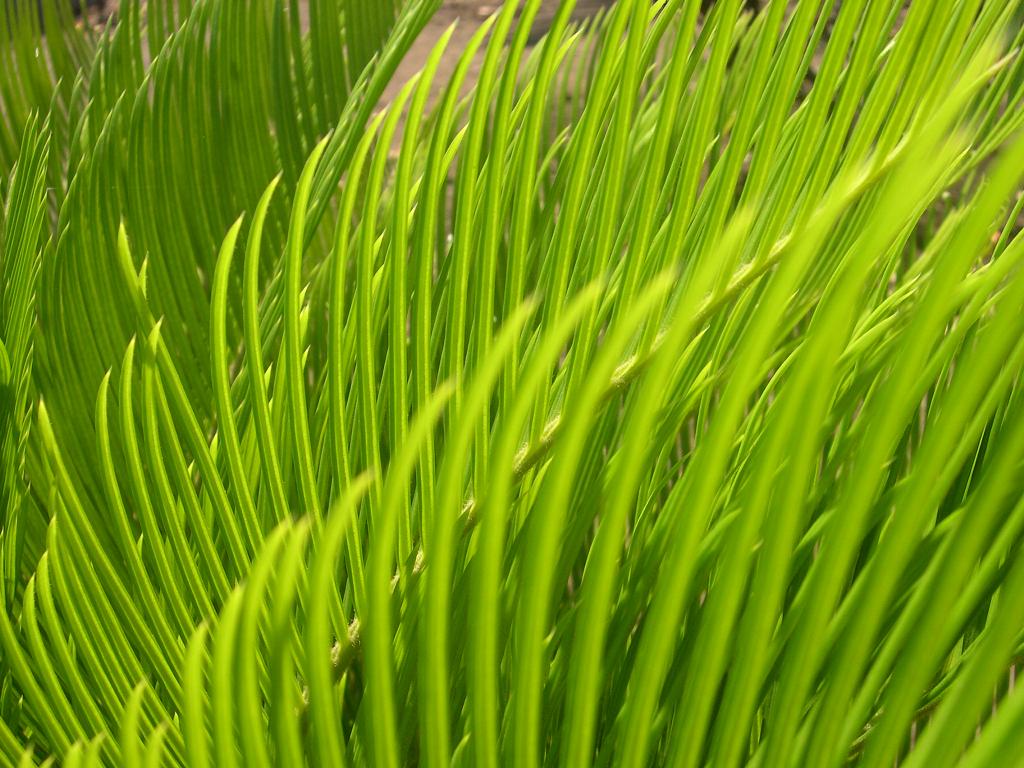 large green plant with many leaves