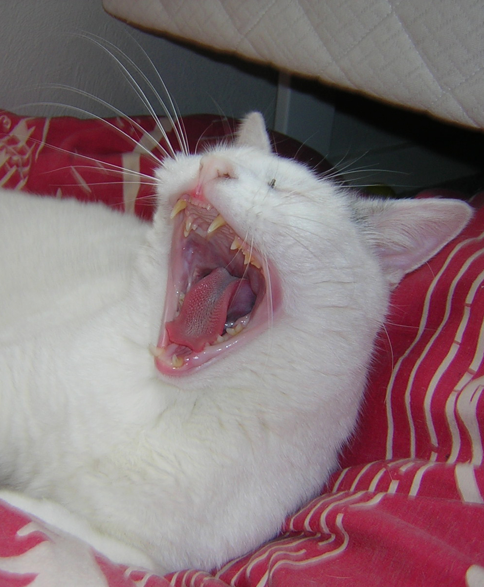 the cat has long teeth and big mouth