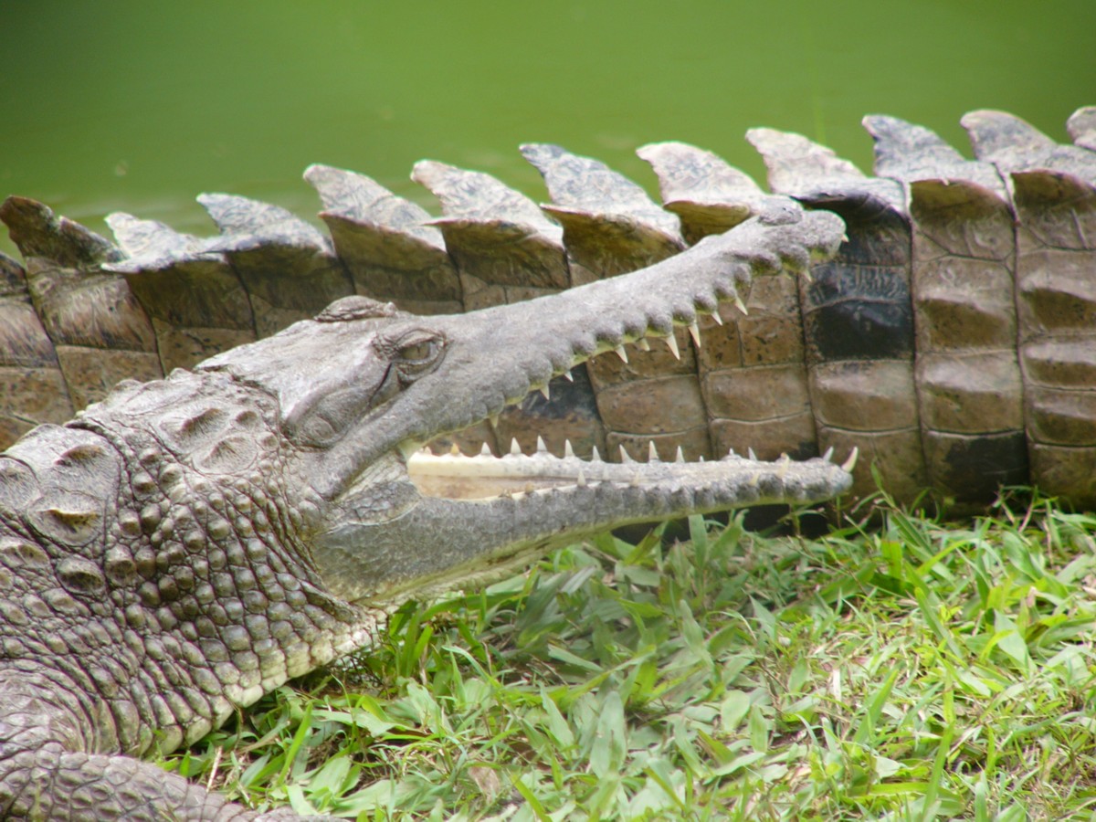 a close up of a large alligator near water