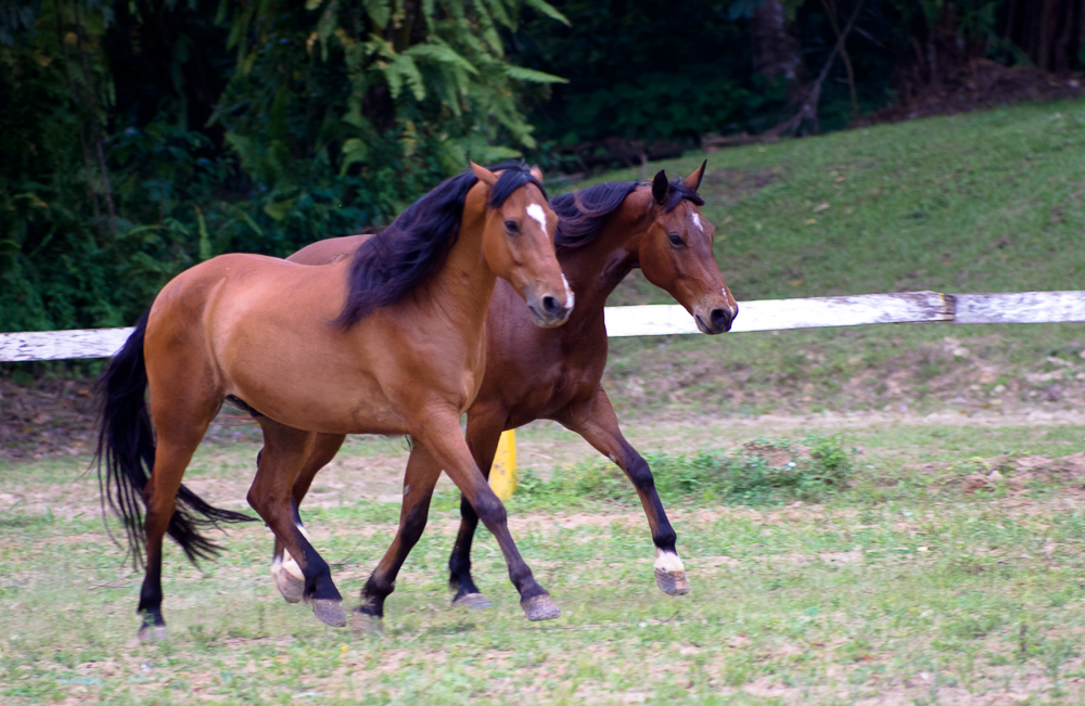 two brown horses walking in an area with green grass