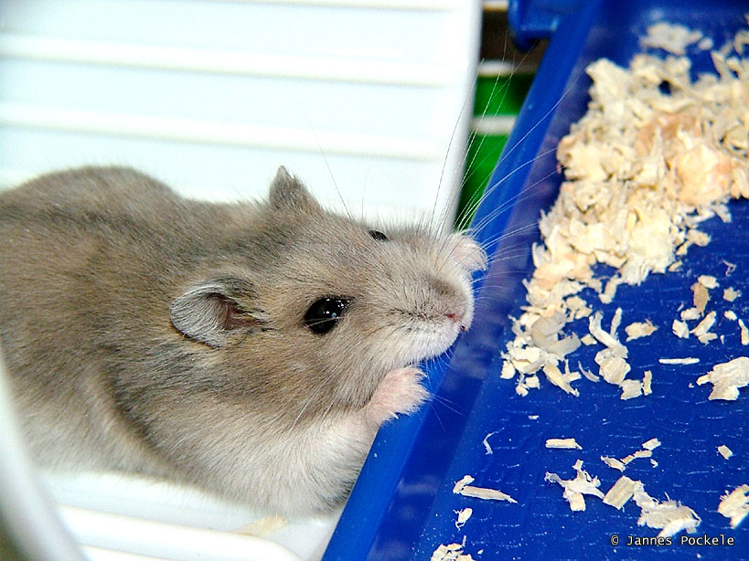 a hamster eating food from a blue tray