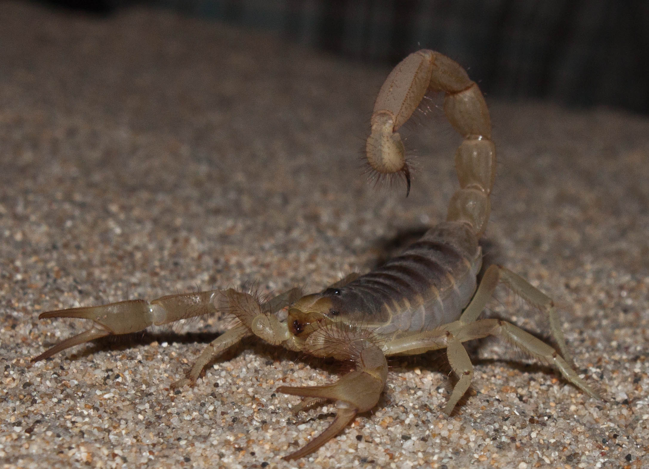 a scorpion on the sand with a very small amount of body