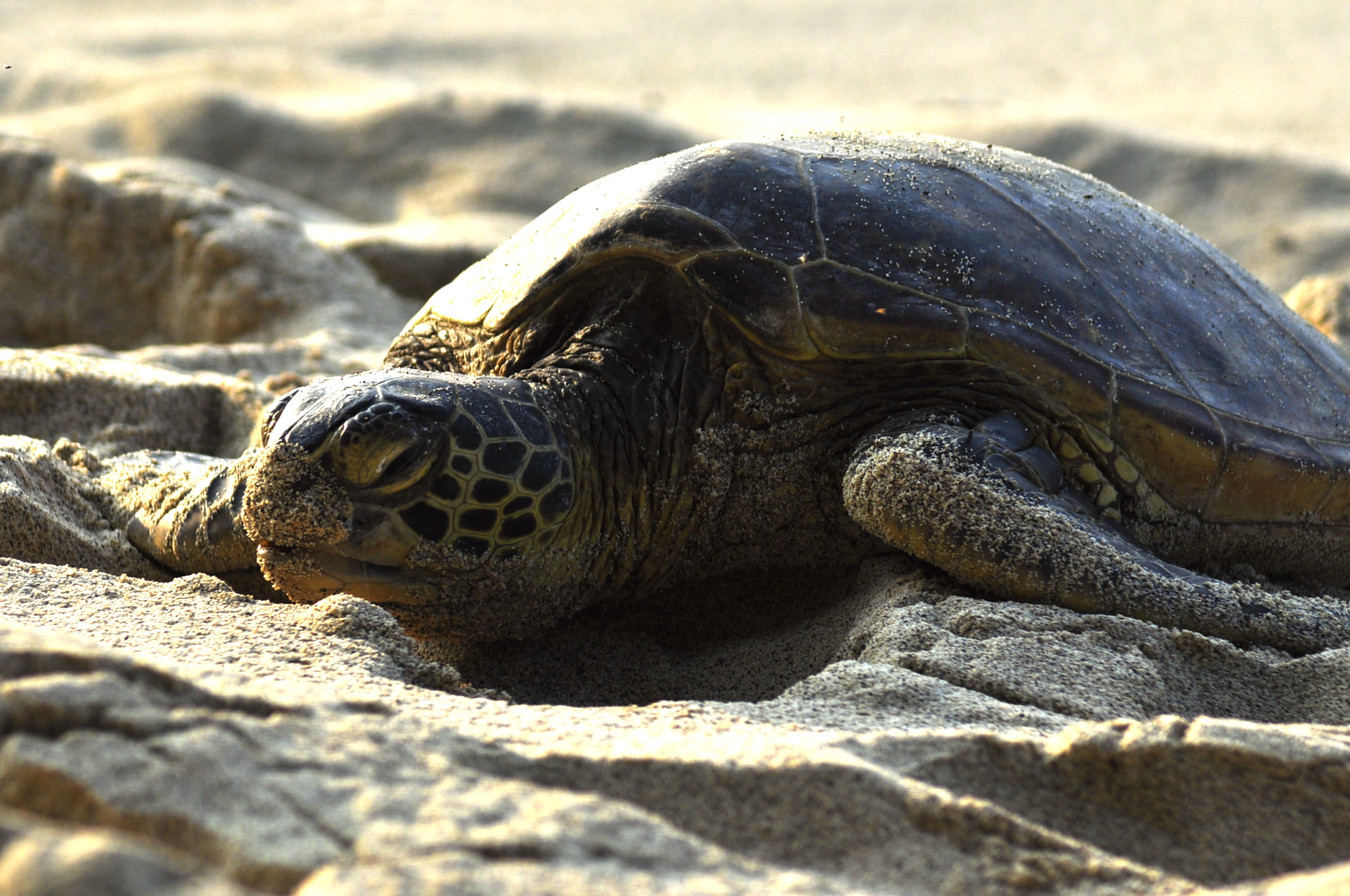 a turtle is on sand and looks like he is asleep