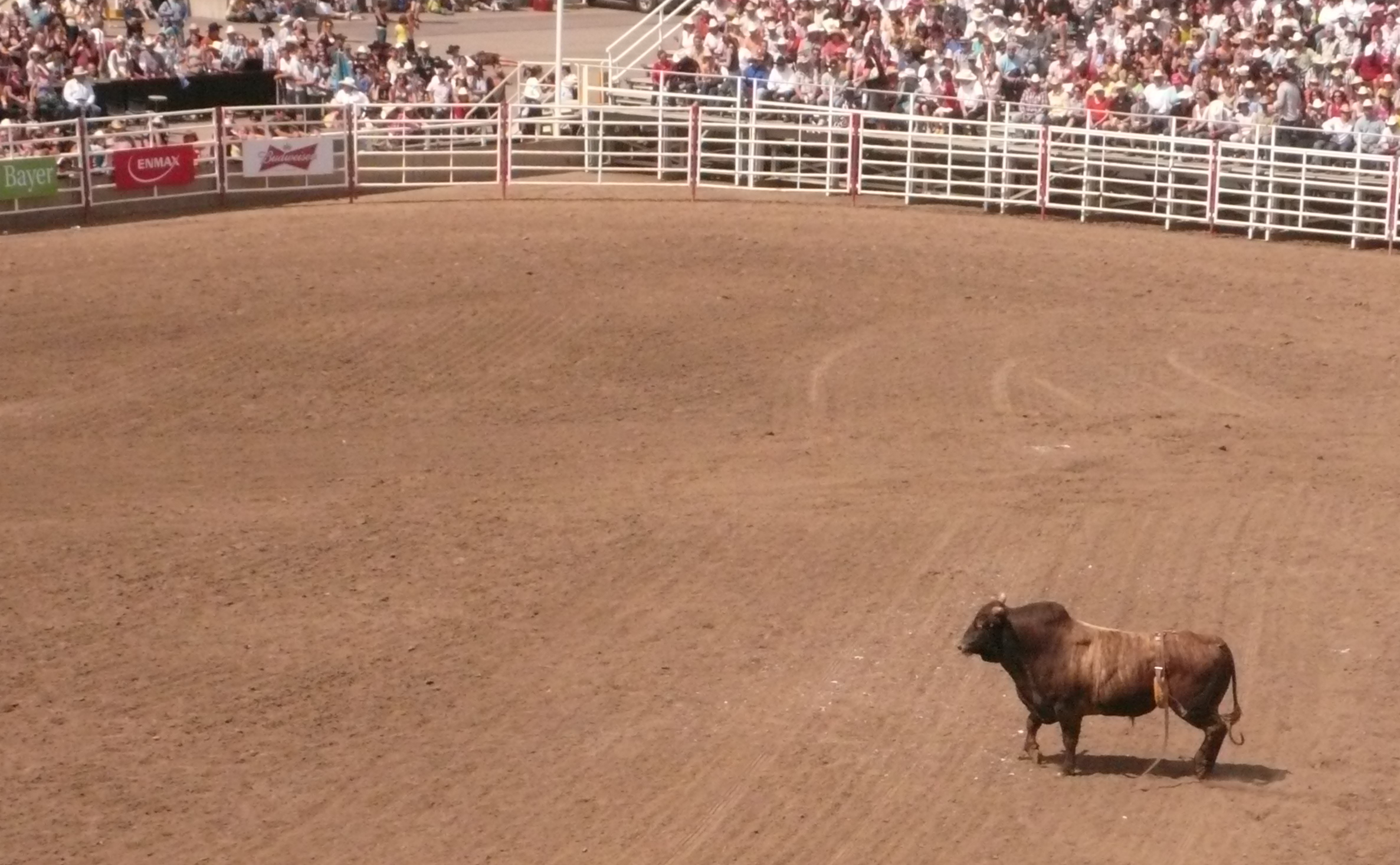 a bull standing on the sand in front of a crowd