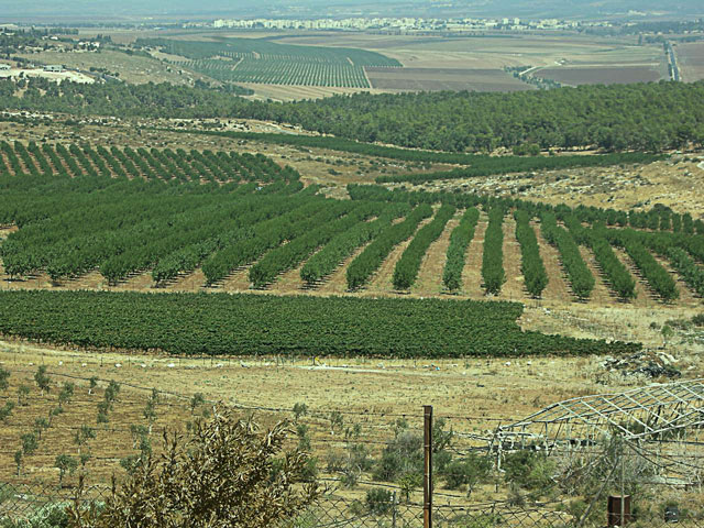 an aerial view of many rows of trees