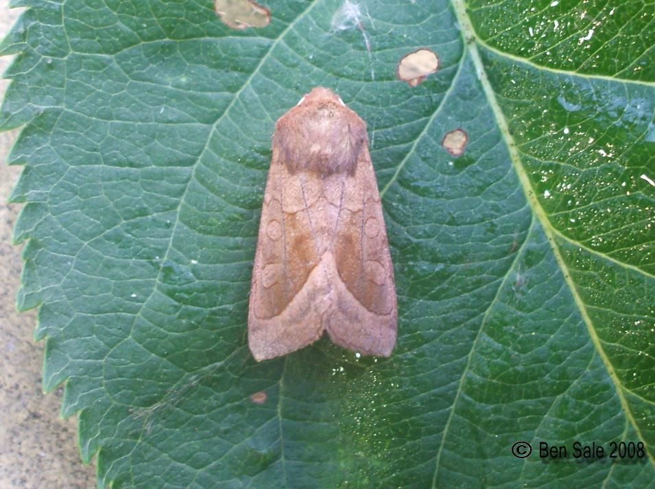 a moth that is sitting on top of a leaf