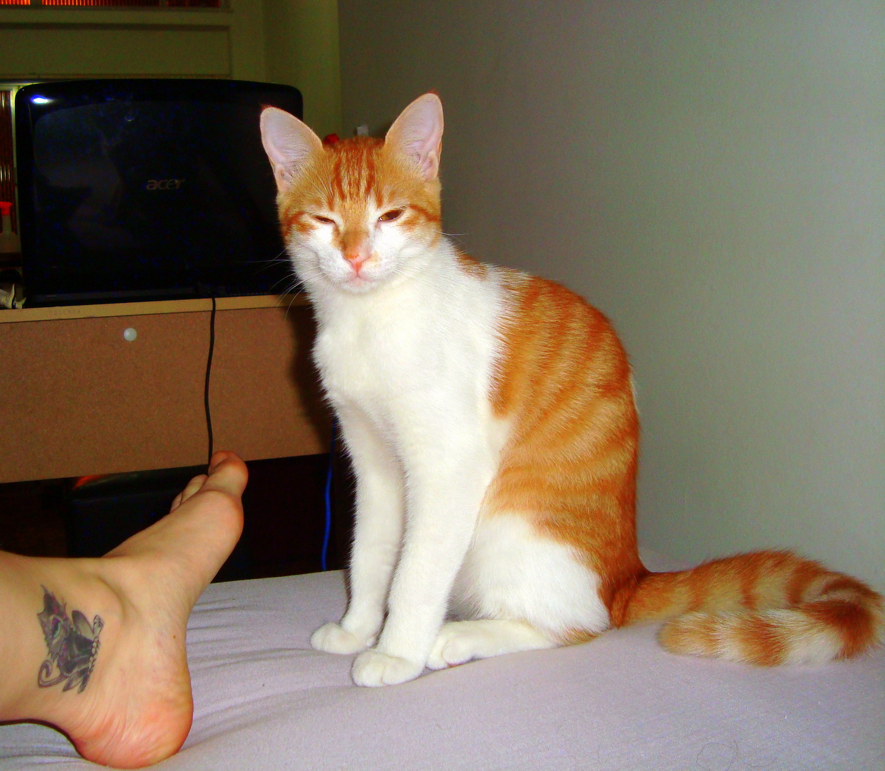 an orange and white cat sitting next to a person's feet