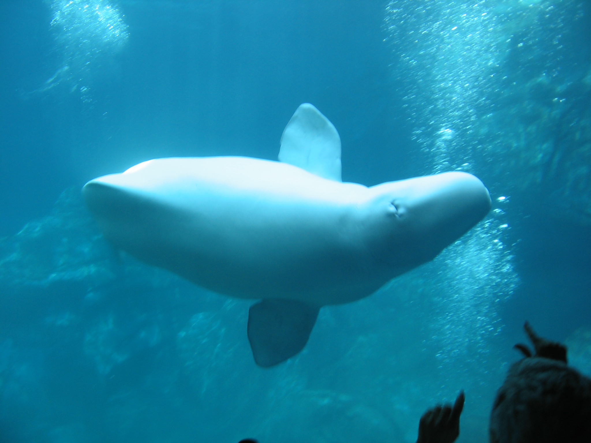 large white shark swims through an aquarium